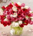 Red, Pink, And White Tulips, 60 For $60 - Red, Pink, And White Tulips