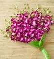 Exotic Breeze Orchids, 15-30 Stems