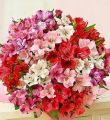 50-100 Blooms Of Peruvian Lilies - 100 Blooms Bouquet Only