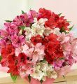 50-100 Blooms Of Peruvian Lilies